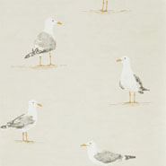 Shore Birds (DCOA216563)